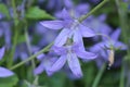 Blue `Serbian Bellflower` - Campanula Poscharskyana