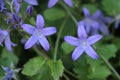 Blue `Serbian Bellflower` - Campanula Poscharskyana