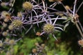 Blue `Serbian Sea Holly` flower - Eryngium Serbicum Pancic