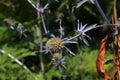 Blue `Serbian Sea Holly` flower - Eryngium Serbicum Pancic