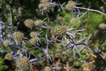 Blue `Serbian Sea Holly` flower - Eryngium Serbicum Pancic
