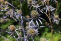 Blue `Serbian Sea Holly` flower - Eryngium Serbicum Pancic