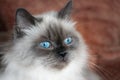 Long-hair himalayan cat