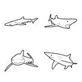 Blue Shark Animal Vector Illustration Hand Drawn Cartoon Art