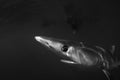 Blue Shark on Black Background