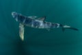 Blue Shark in Dark Waters of the Atlantic Ocean Royalty Free Stock Photo