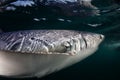 Blue Shark in Dark Waters Royalty Free Stock Photo