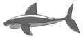 A blue shark in jumping out of water vector or color illustration