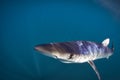 Blue Shark in the Open Ocean Royalty Free Stock Photo