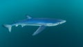 Blue Shark, Cornwall. Prionace glauca Royalty Free Stock Photo