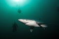 Blue shark, prionace glauca, Atlantic ocean, South Africa Royalty Free Stock Photo