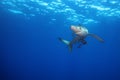 The blue shark Prionace glauca in the ocean blue Royalty Free Stock Photo