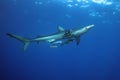 The blue shark Prionace glauca in the ocean blue Royalty Free Stock Photo