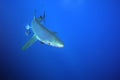 The blue shark Prionace glauca in the ocean blue Royalty Free Stock Photo