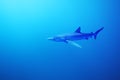 The blue shark Prionace glauca in the ocean blue.Great blue shark in the open ocean Royalty Free Stock Photo