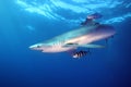 The blue shark Prionace glauca in the ocean blue with pilotfish