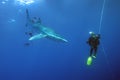 The blue shark Prionace glauca in the ocean blue with the diver Royalty Free Stock Photo