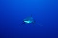 Blue shark (Prionace glauca)