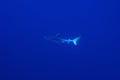 Blue shark (Prionace glauca) Royalty Free Stock Photo