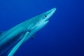 Blue shark (Prionace glauca)