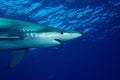 Blue shark (Prionace glauca) Royalty Free Stock Photo