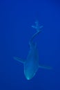 Blue shark (Prionace glauca) Royalty Free Stock Photo
