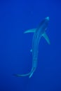 Blue shark (Prionace glauca) Royalty Free Stock Photo