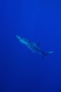 Blue shark (Prionace glauca) Royalty Free Stock Photo