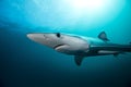 Blue shark, prionace glauca, South Africa Royalty Free Stock Photo