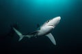 Blue shark, prionace glauca, South Africa Royalty Free Stock Photo