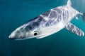 Blue Shark in Shallow Waters Royalty Free Stock Photo