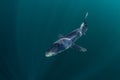 Blue Shark Swimming in Dark Waters Royalty Free Stock Photo