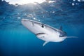 Blue Shark Swimming Freely in Clear Waters of Sunlit California Royalty Free Stock Photo