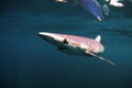 Blue Shark