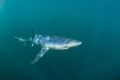 Blue Shark Swimming in Ocean Royalty Free Stock Photo