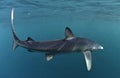 Blue shark swimming in the blue. Royalty Free Stock Photo