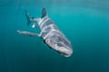 Blue Shark Swimming in Shallow Waters Royalty Free Stock Photo