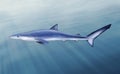 Blue shark, tintorera Royalty Free Stock Photo