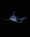 Blue shark (Prionace glauca) swimming on black background with copyspace Royalty Free Stock Photo