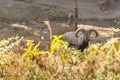 Blue Sheep with shrub in the foreground that live in Padmaja Naidu Himalayan Zoological Park at Darjeeling, India Royalty Free Stock Photo