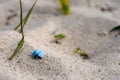 Blue shell in the sand. Little blue shell in the sand. Royalty Free Stock Photo
