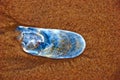 Blue shell on wet sand