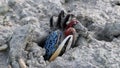 A Philippino fiddler crab digging itself into mud