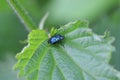 Blue Shieldbug (Zicrona caerulea) at rest on leaf Royalty Free Stock Photo