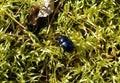 Blue shining bug, Lithuania Royalty Free Stock Photo