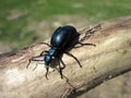 Blue shining bug, Lithuania Royalty Free Stock Photo