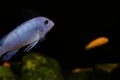 Blue shining fish side view. Bokeh with blur. The fish is swimming side ways on a black background. Oceanic flora and fauna