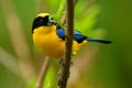 Blue-shouldered or Blue-winged Mountain-tanager - Anisognathus somptuosus yellow bird in Thraupidae, highland forest and woodland