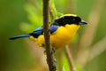 Blue-shouldered or Blue-winged Mountain-tanager - Anisognathus somptuosus yellow bird in Thraupidae, highland forest and woodland