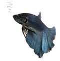 Blue Siamese fighting fish, Betta Splendens Royalty Free Stock Photo